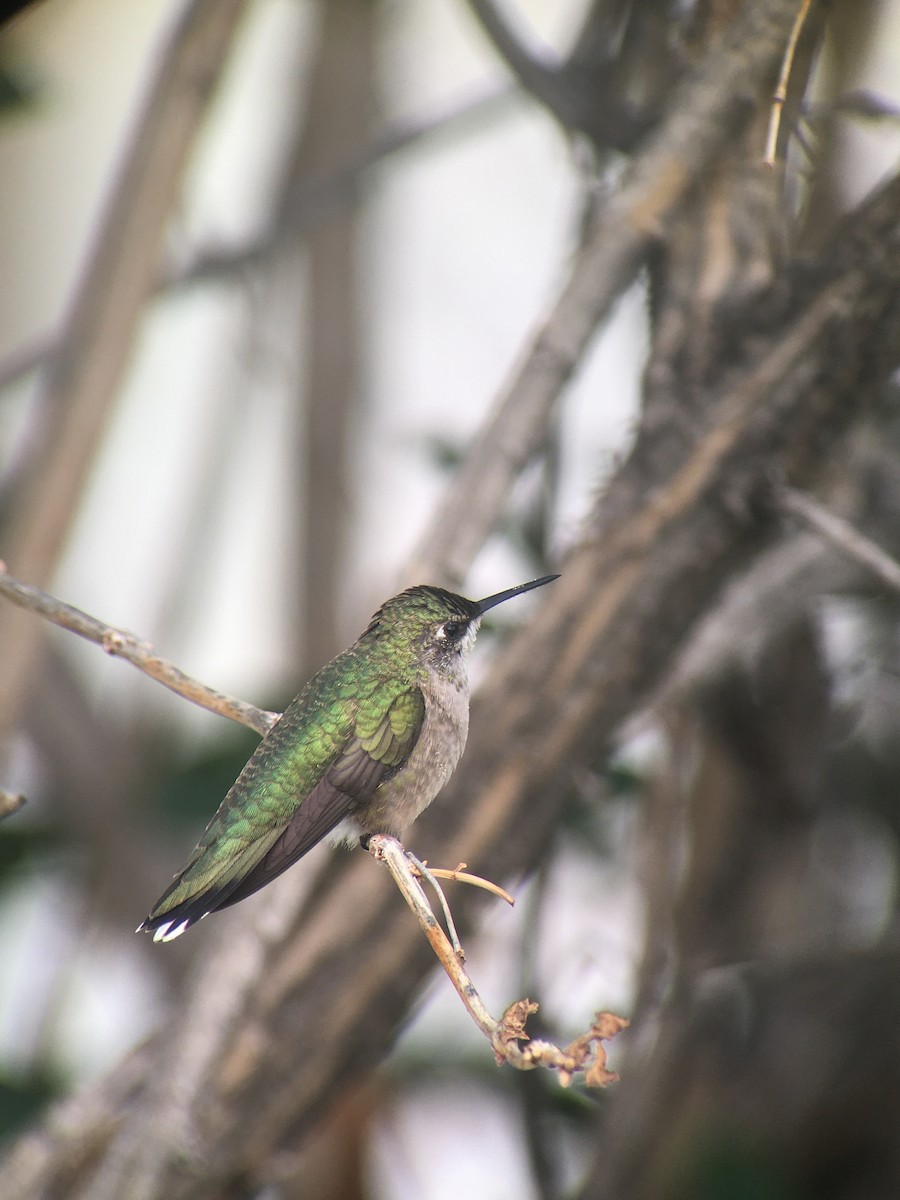 Ruby-throated Hummingbird - Teresa Dolman