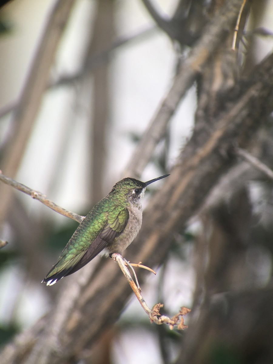 Ruby-throated Hummingbird - ML361720661