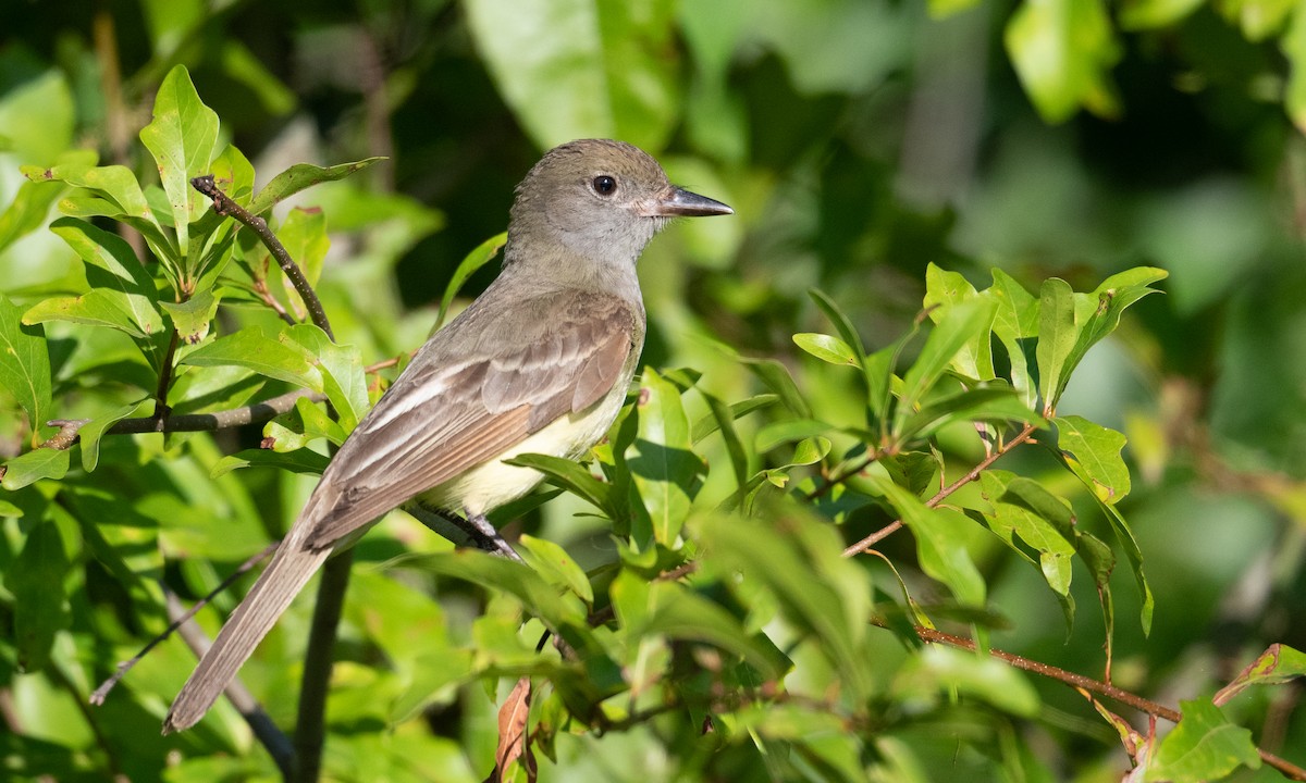 Great Crested Flycatcher - ML361722191