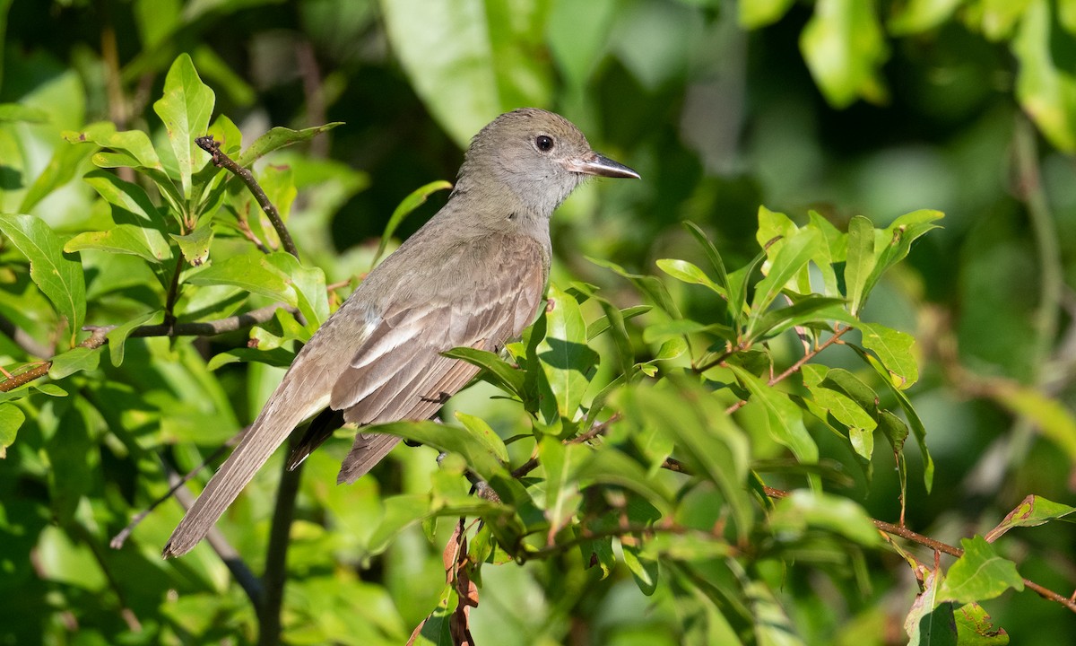 Great Crested Flycatcher - ML361723311