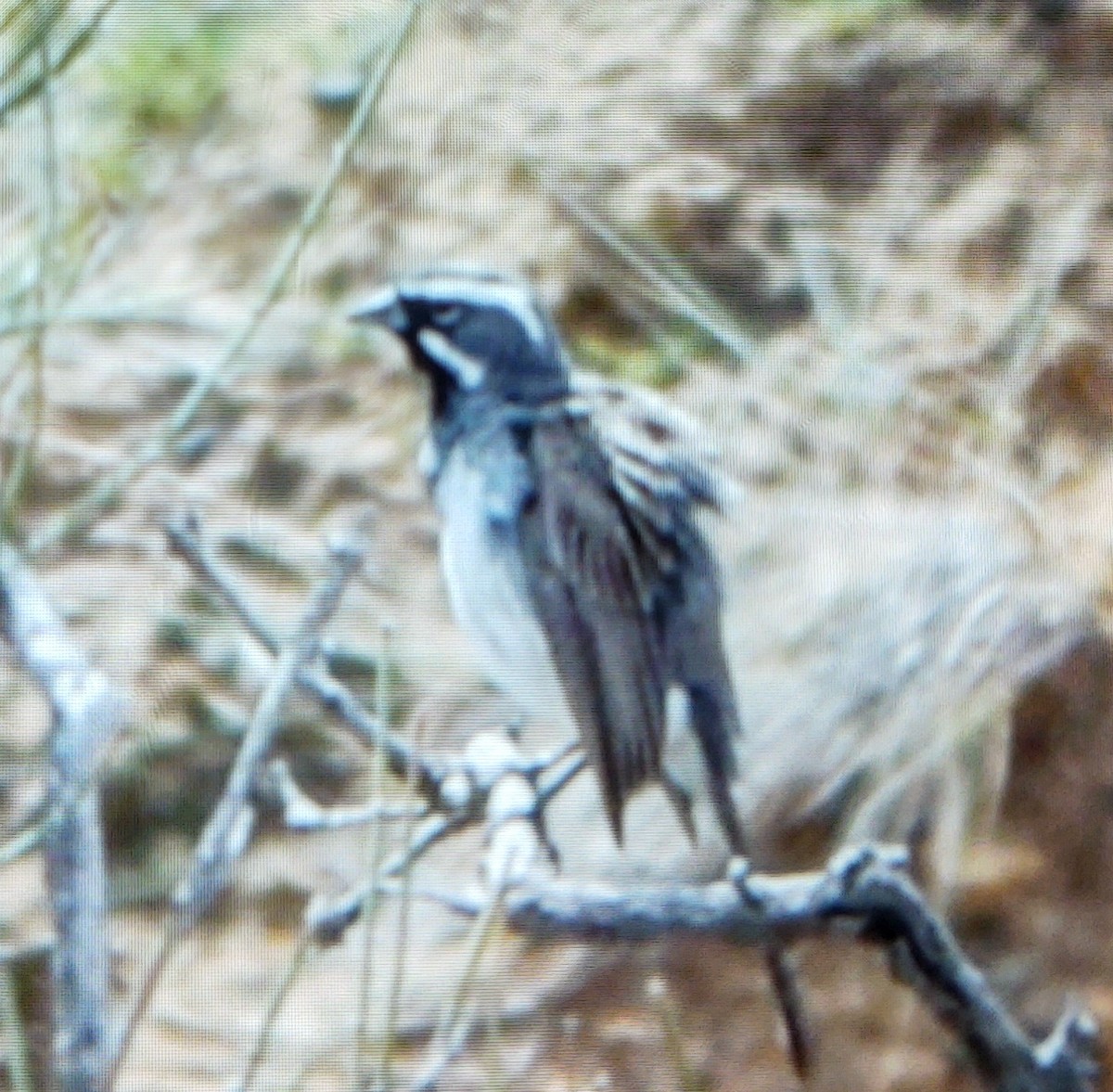 Black-throated Sparrow - ML361723621