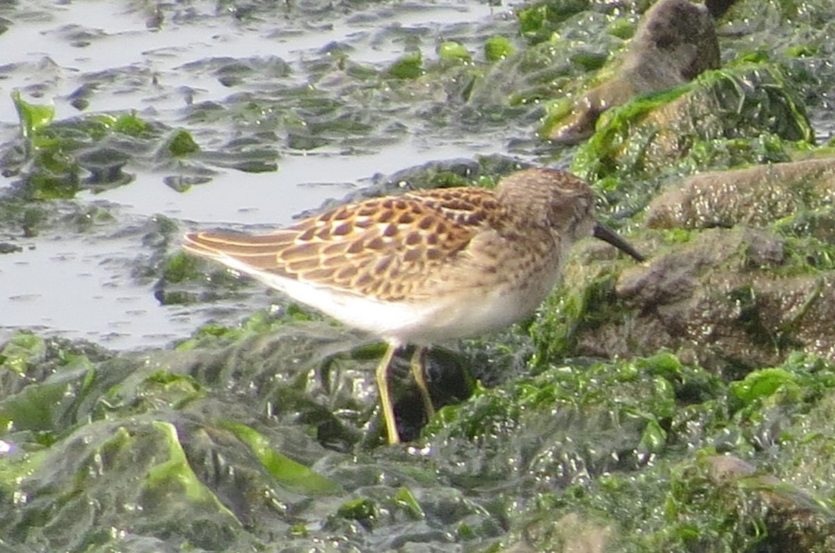 Least Sandpiper - ML361724561