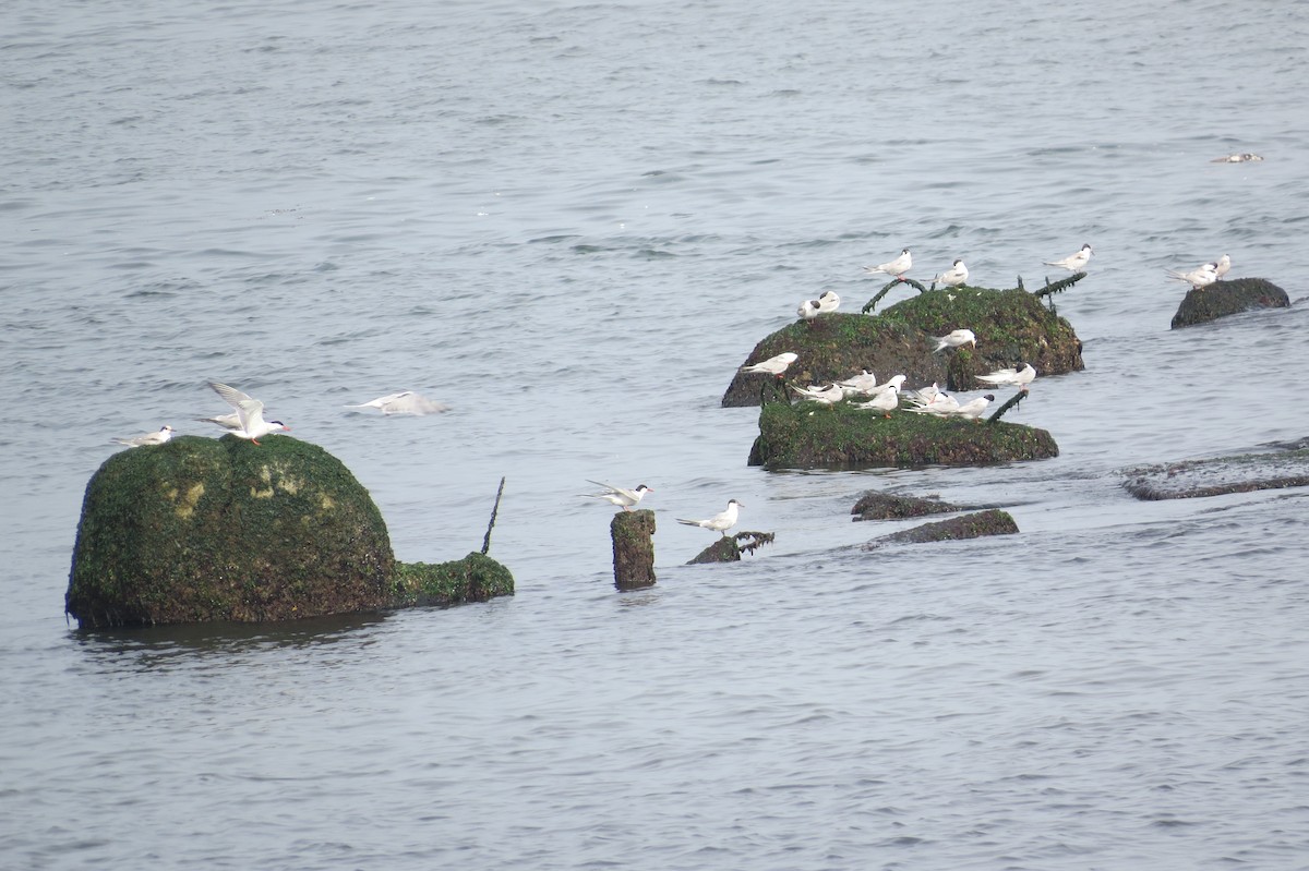 Common Tern - ML361724791