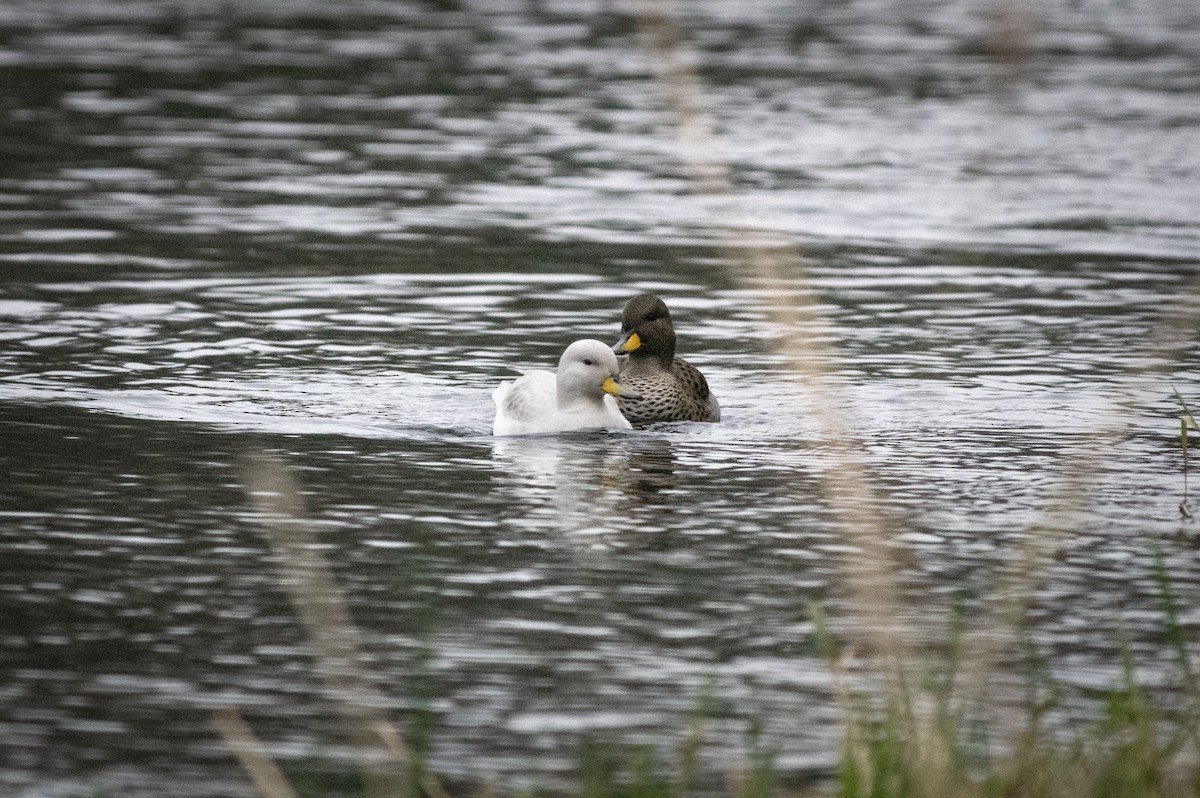 Yellow-billed Teal - Edgard Carlsson