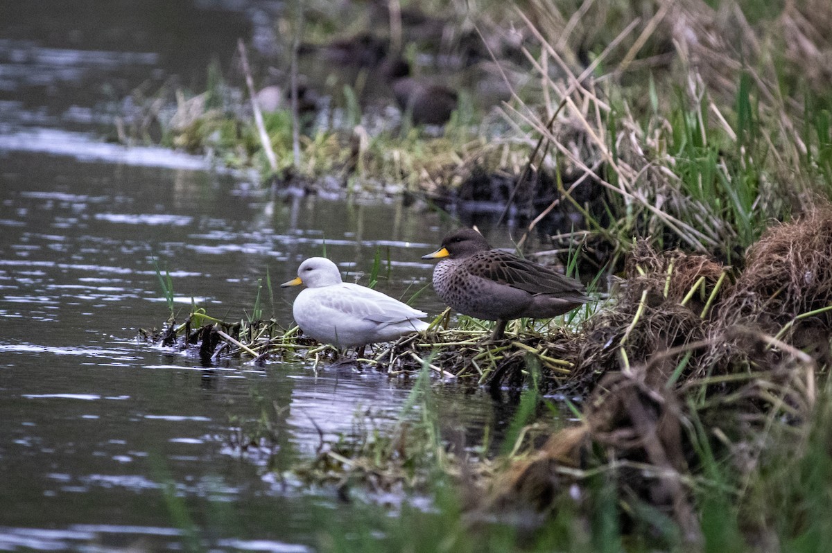 Yellow-billed Teal - ML361725101