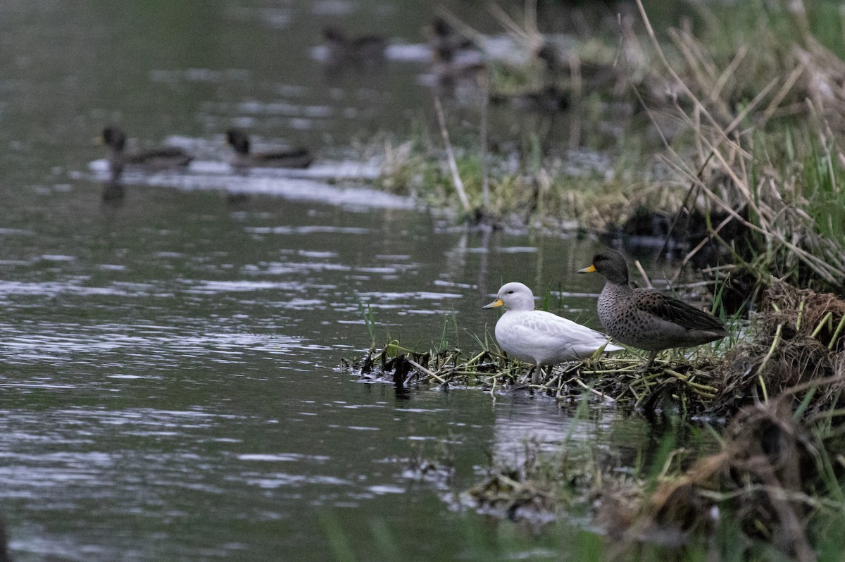 Yellow-billed Teal - ML361725121