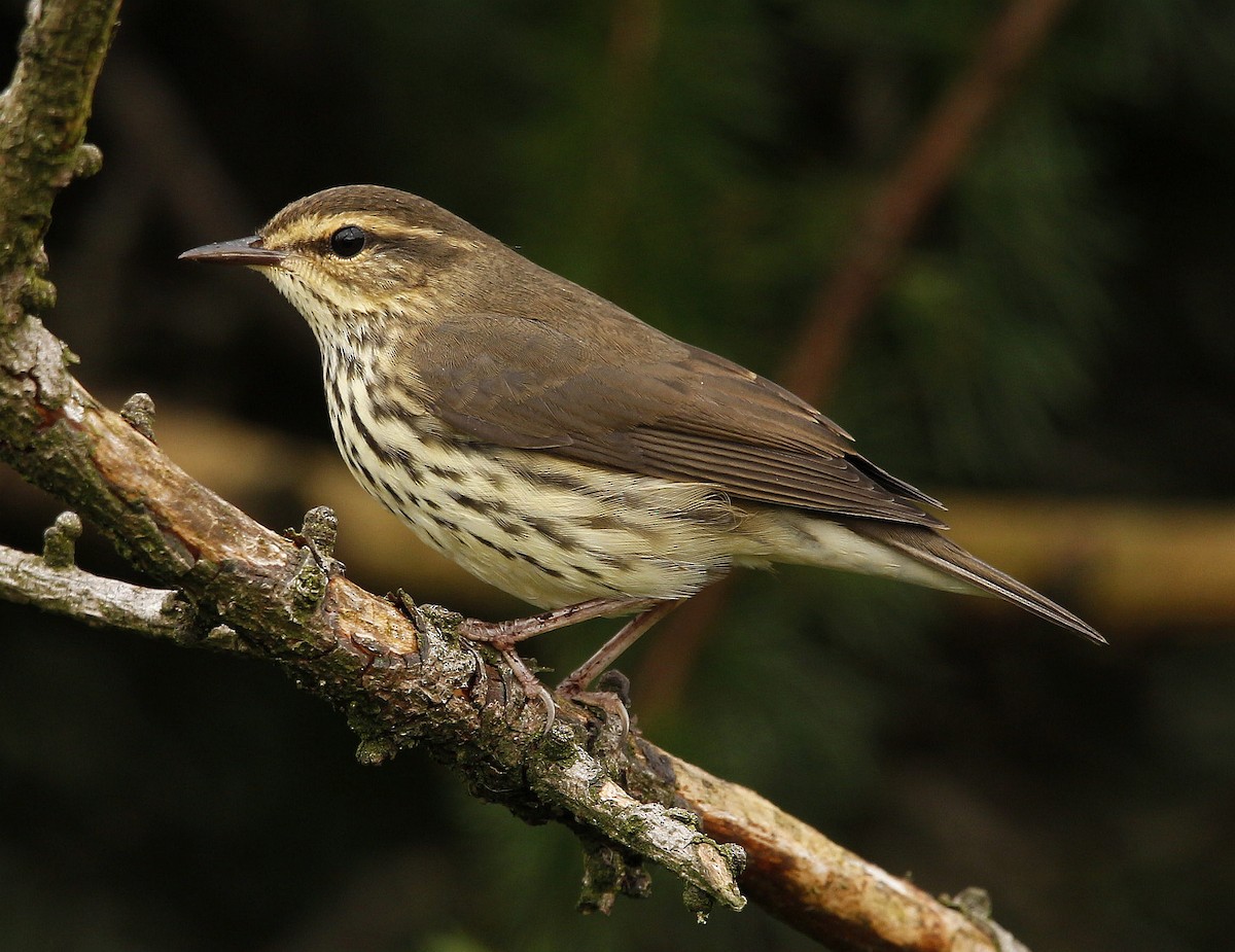 Northern Waterthrush - ML361726581