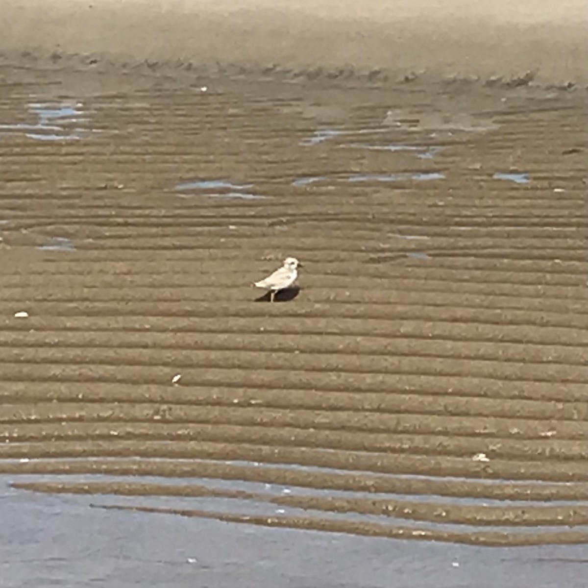 Piping Plover - ML361726591