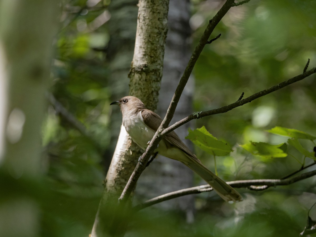 Black-billed Cuckoo - ML361726671