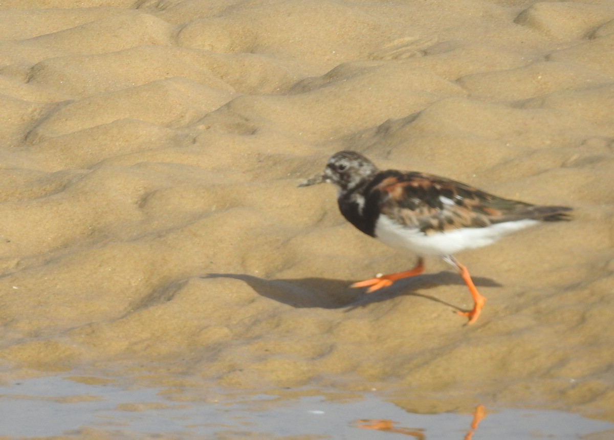 Ruddy Turnstone - ML361726691