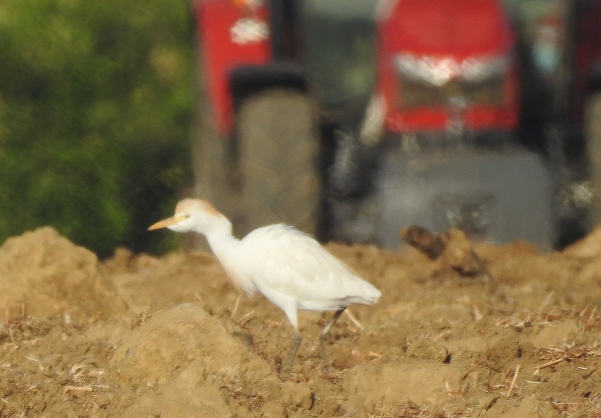 Western Cattle Egret - Pedro Beja