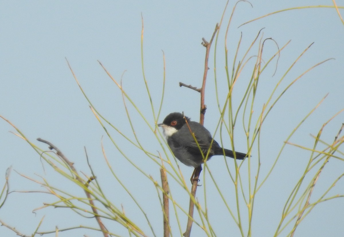 Sardinian Warbler - ML361727181