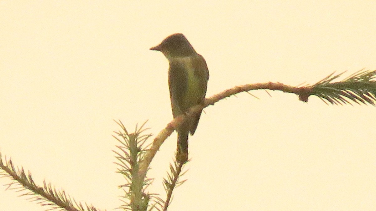 Olive-sided Flycatcher - ML361727281