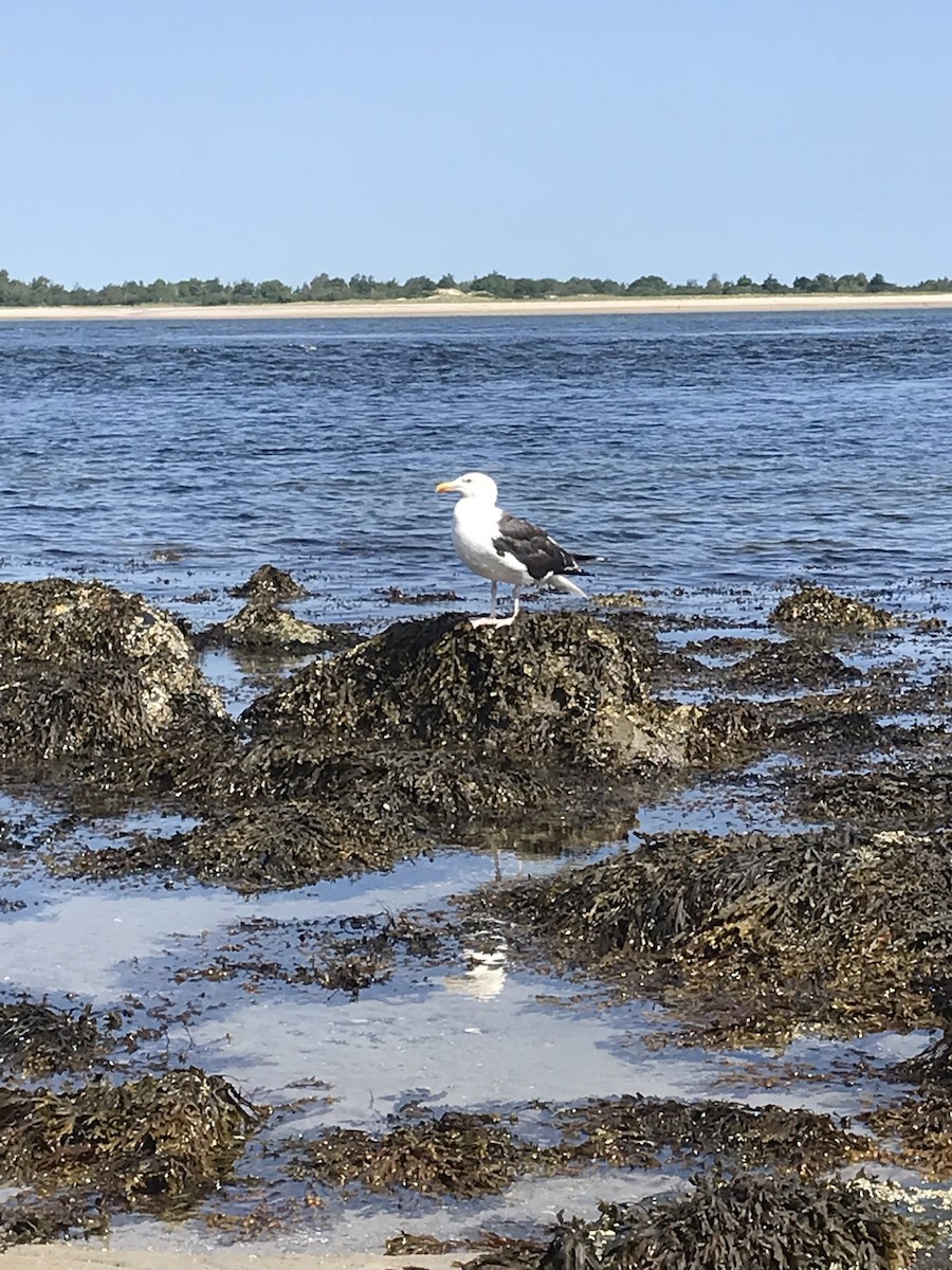 Great Black-backed Gull - ML361727551