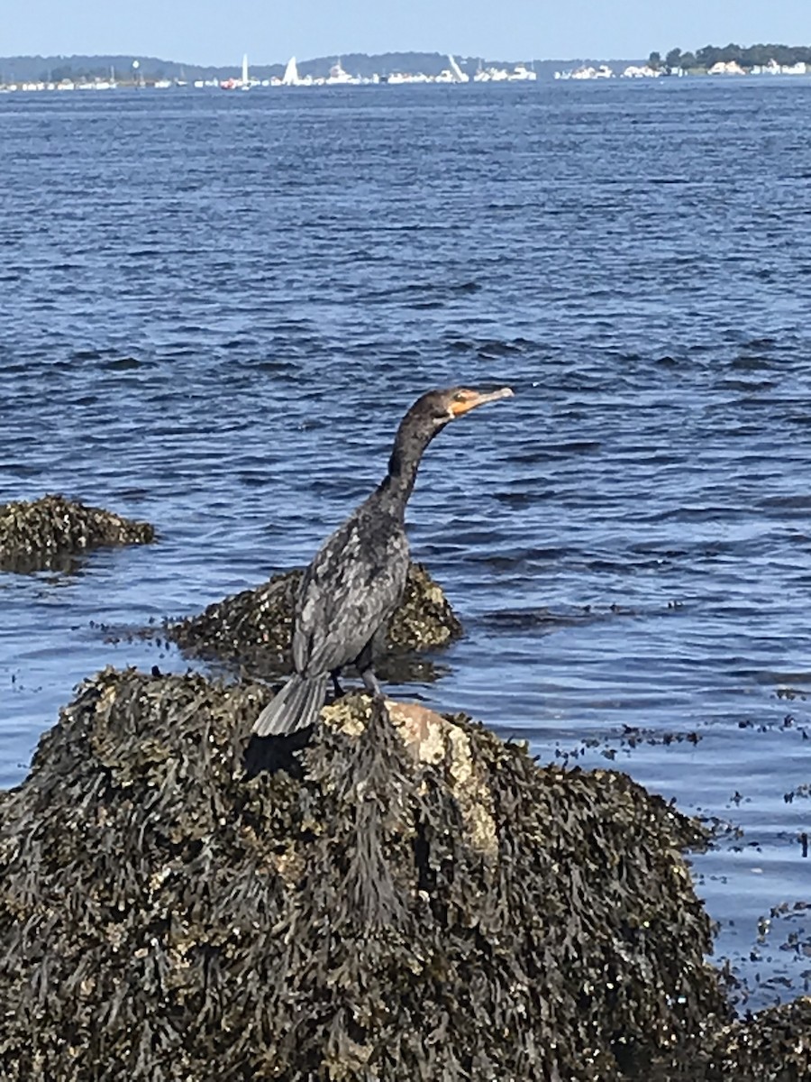 Double-crested Cormorant - Matt Wallace