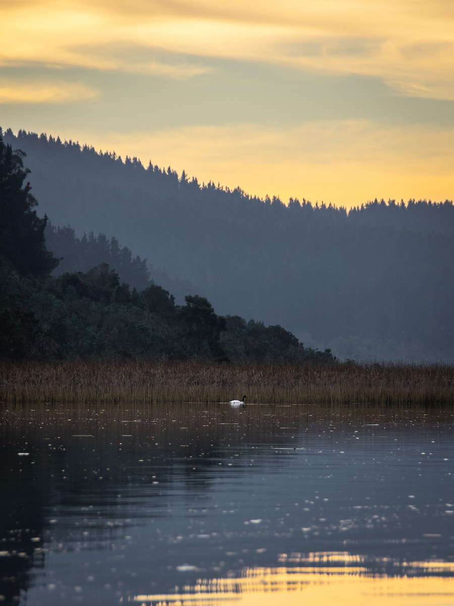 Black-necked Swan - ML361728171