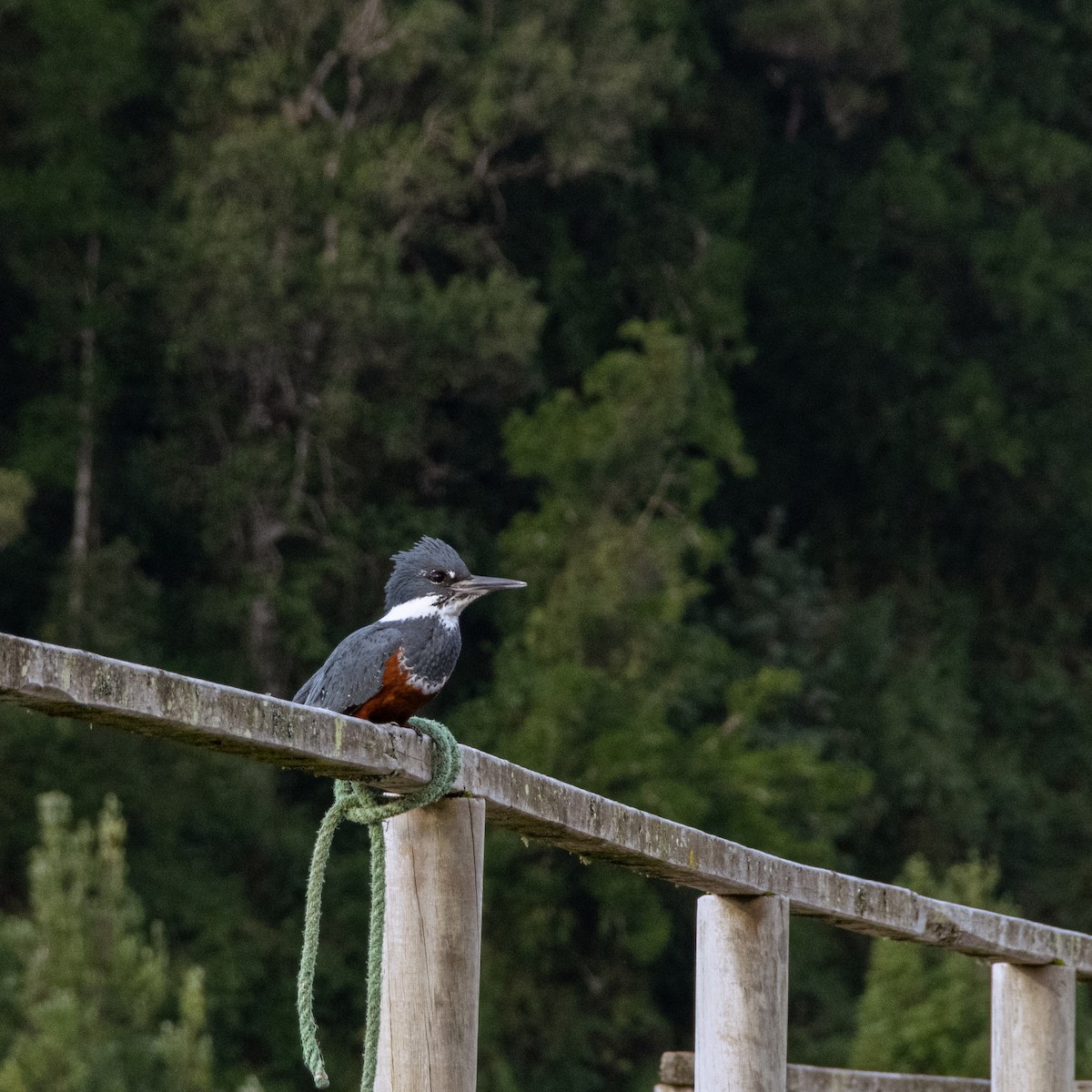 Ringed Kingfisher - ML361728261