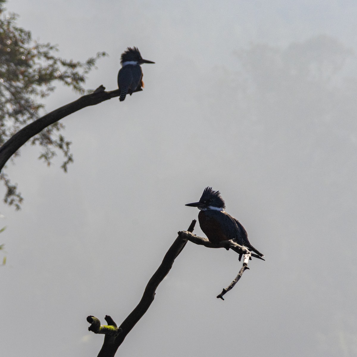Ringed Kingfisher - ML361728271