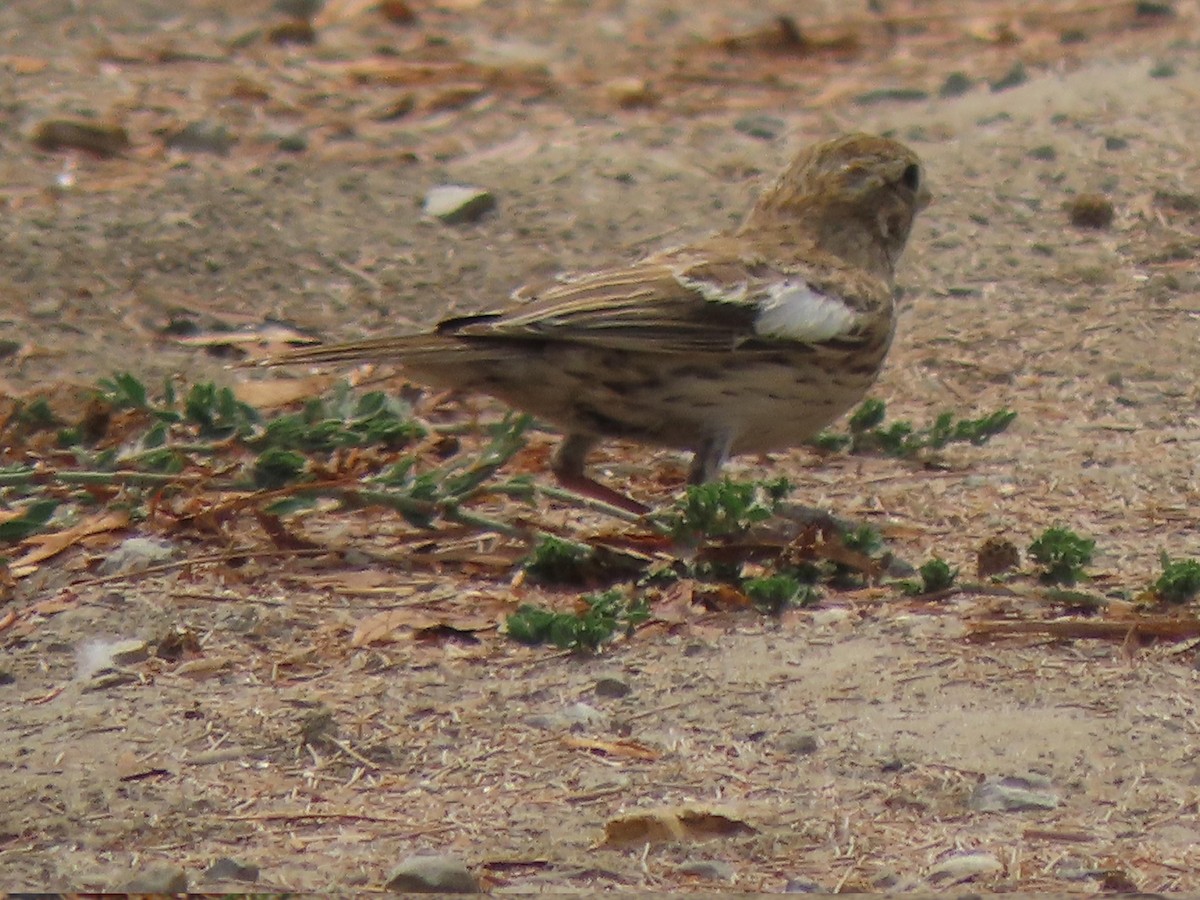 Lark Bunting - ML361728291