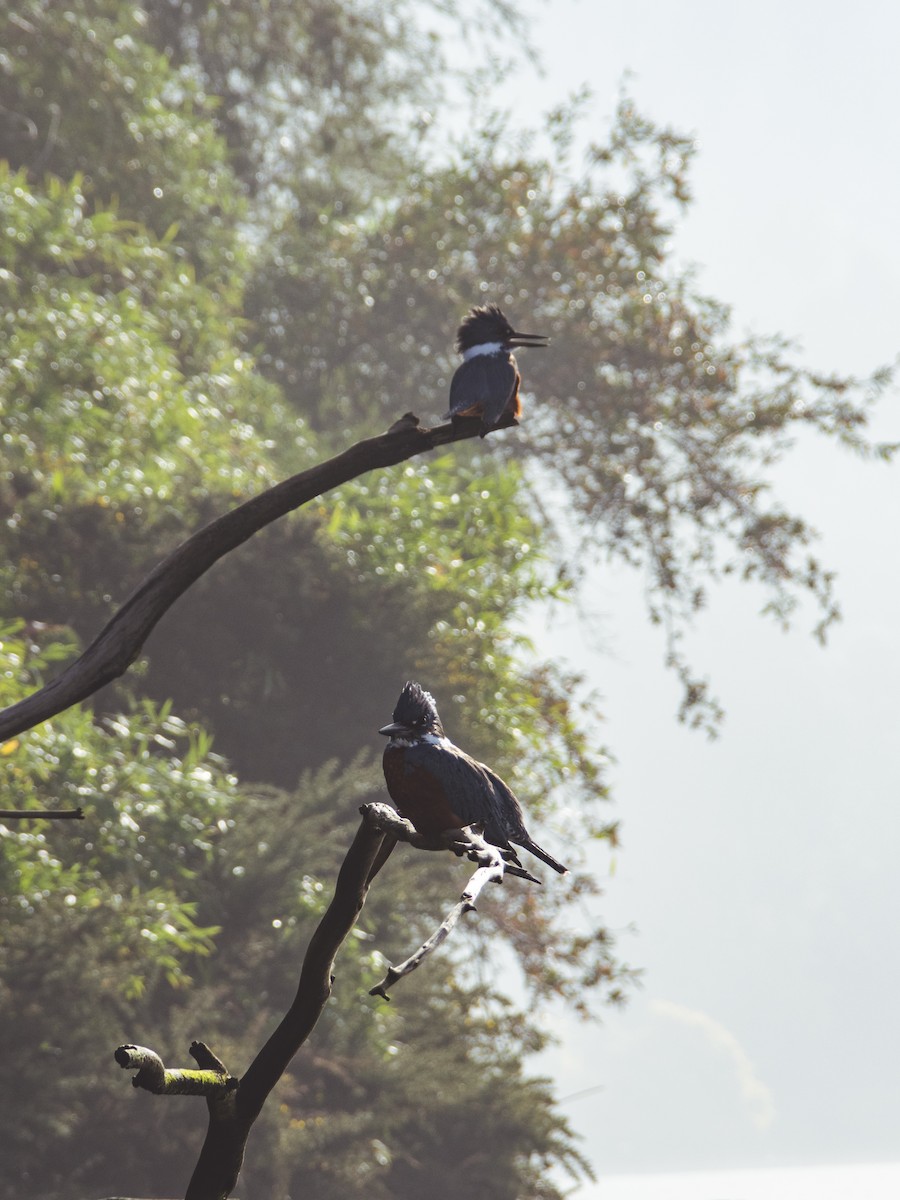 Ringed Kingfisher - ML361728311