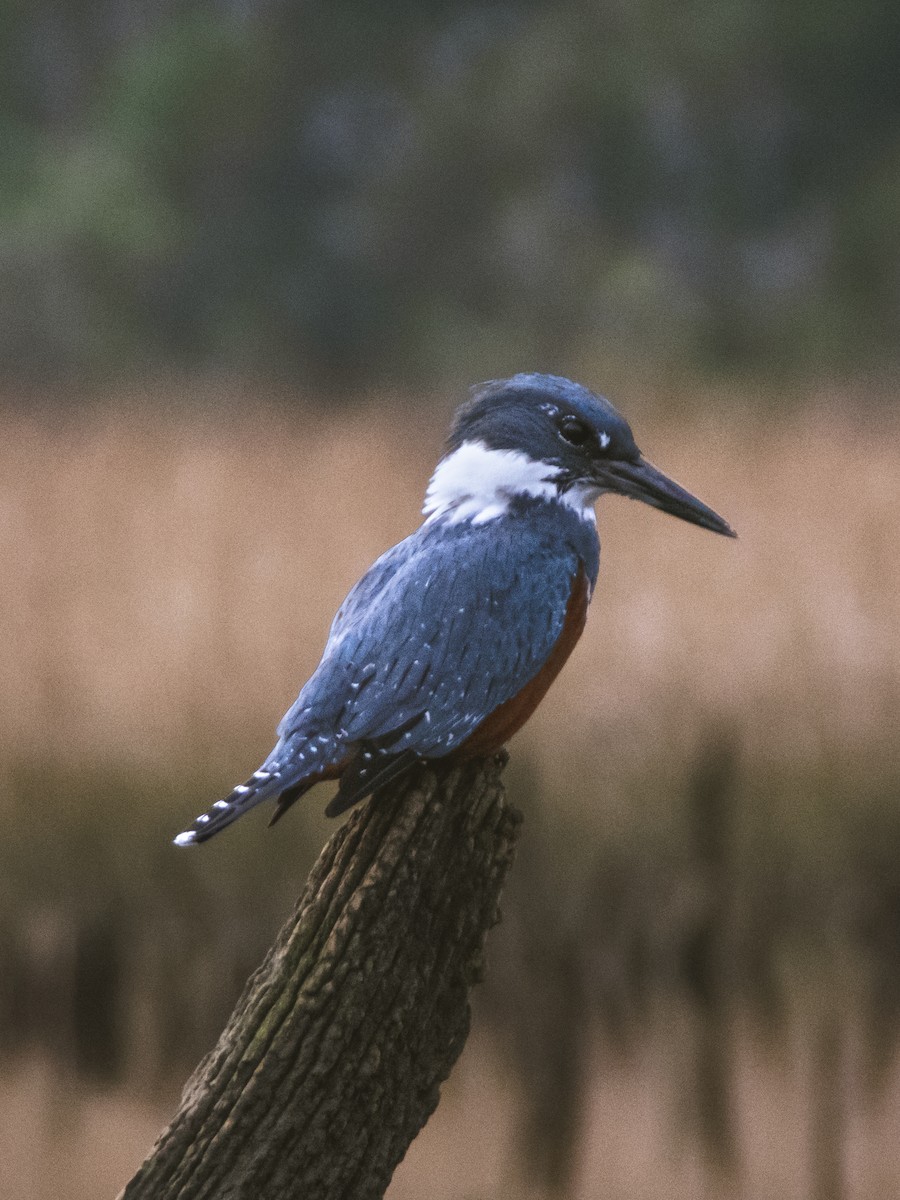Ringed Kingfisher - ML361728341