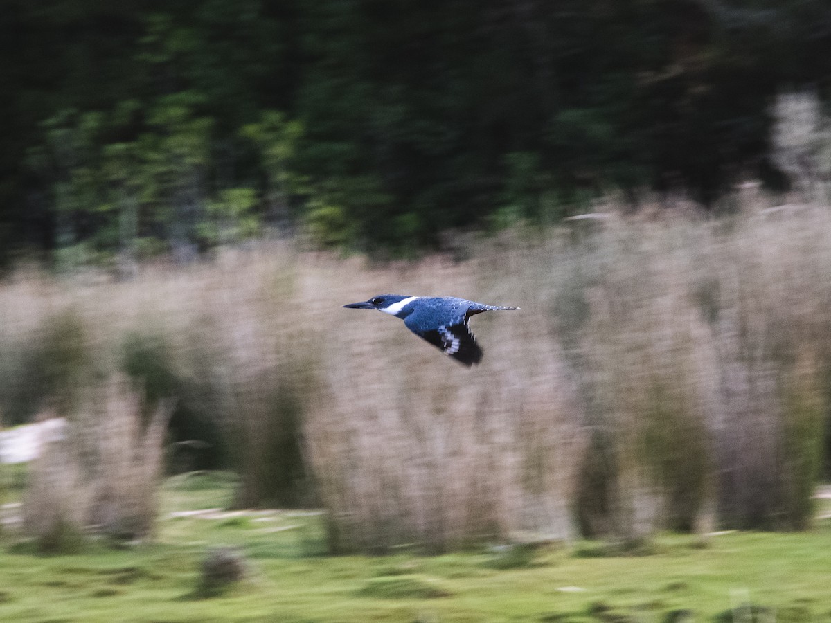 Ringed Kingfisher - ML361728351