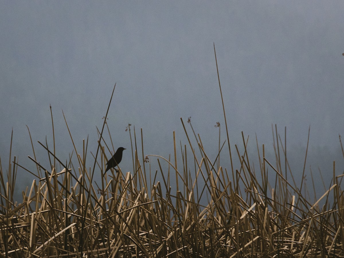 Yellow-winged Blackbird - ML361728831