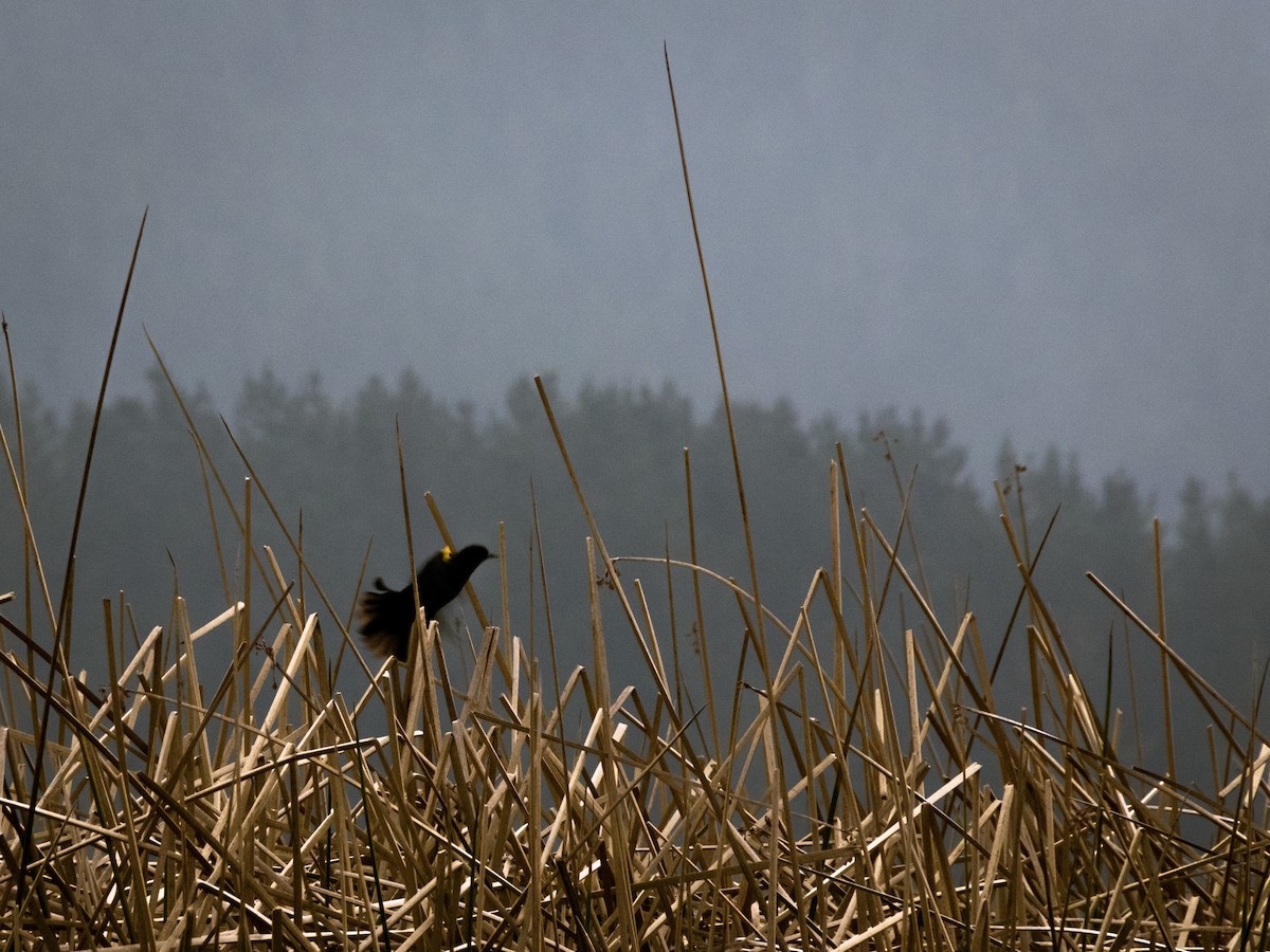 Yellow-winged Blackbird - ML361728851