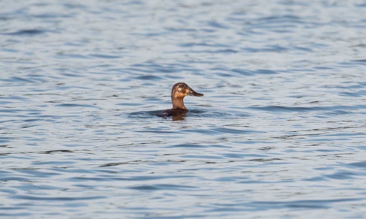 Érismature rousse - ML361729011