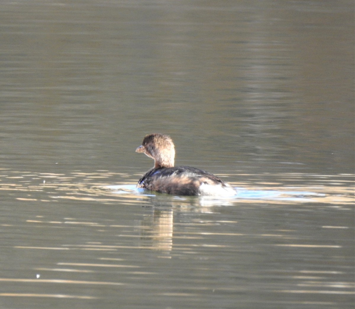 Pied-billed Grebe - ML361729691