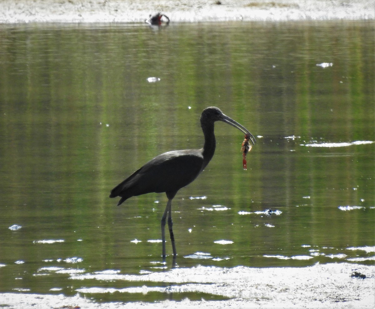 Glossy Ibis - Miguel A.  Pinto Cebrián