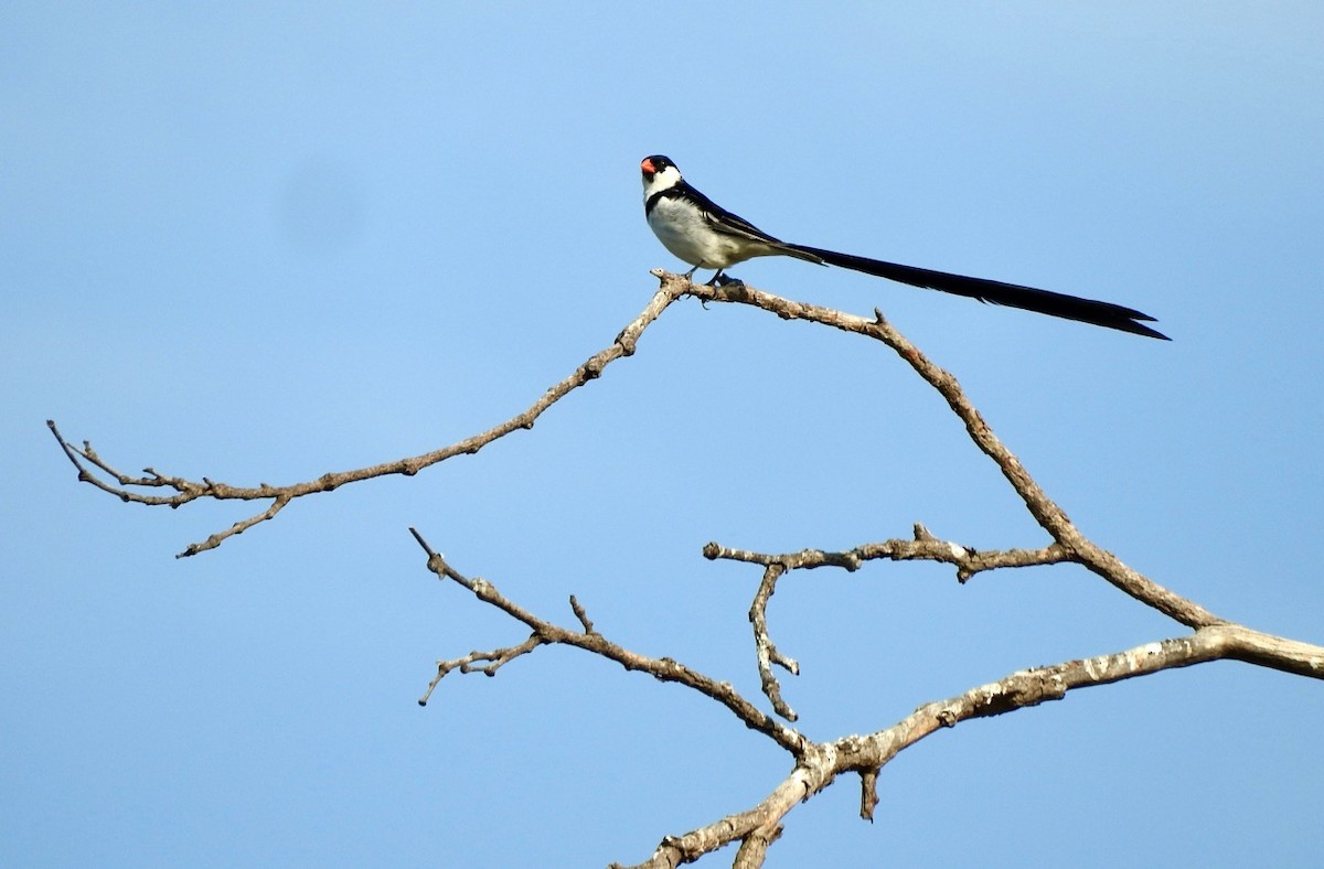 Pin-tailed Whydah - Kurt Wahl