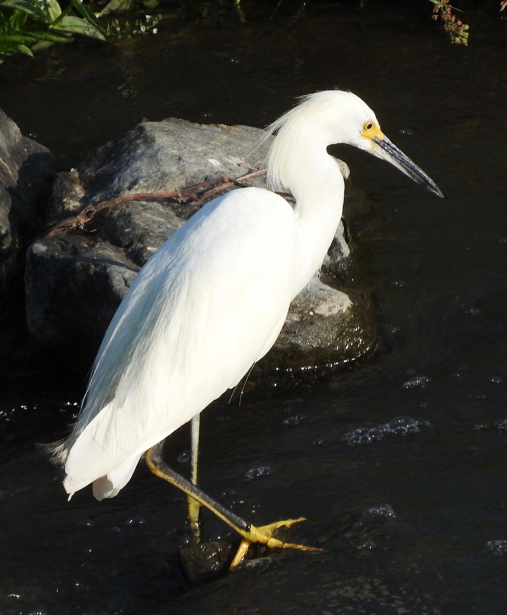 Snowy Egret - ML361729971