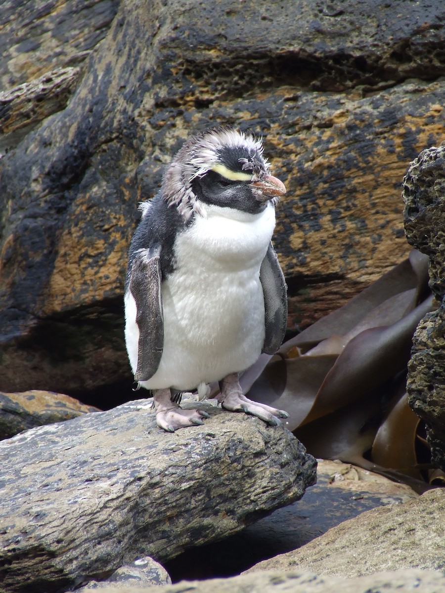 Pingüino de Fiordland - ML36173051