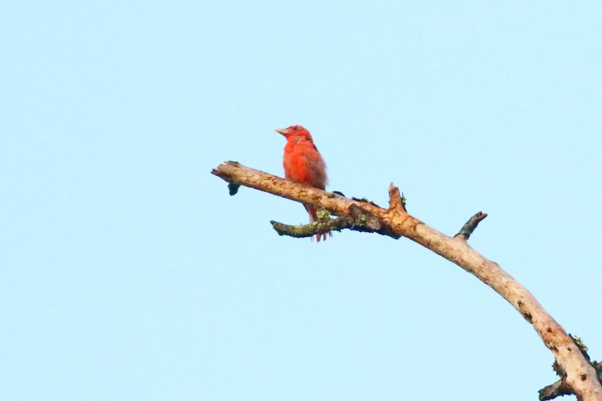 Summer Tanager - ML361730641