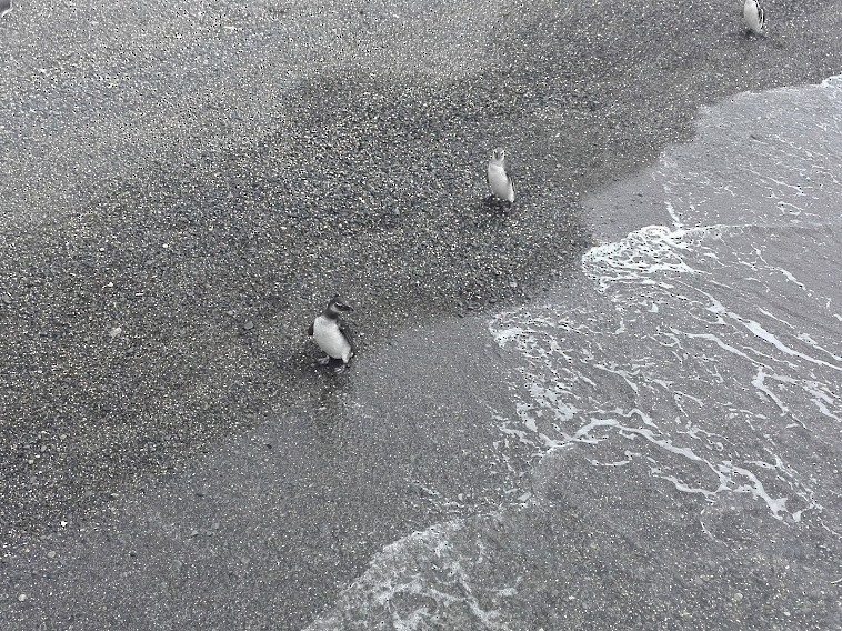 Magellanic Penguin - ML361737311