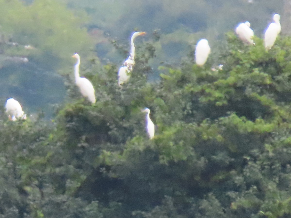 Little Blue Heron - ML361737521