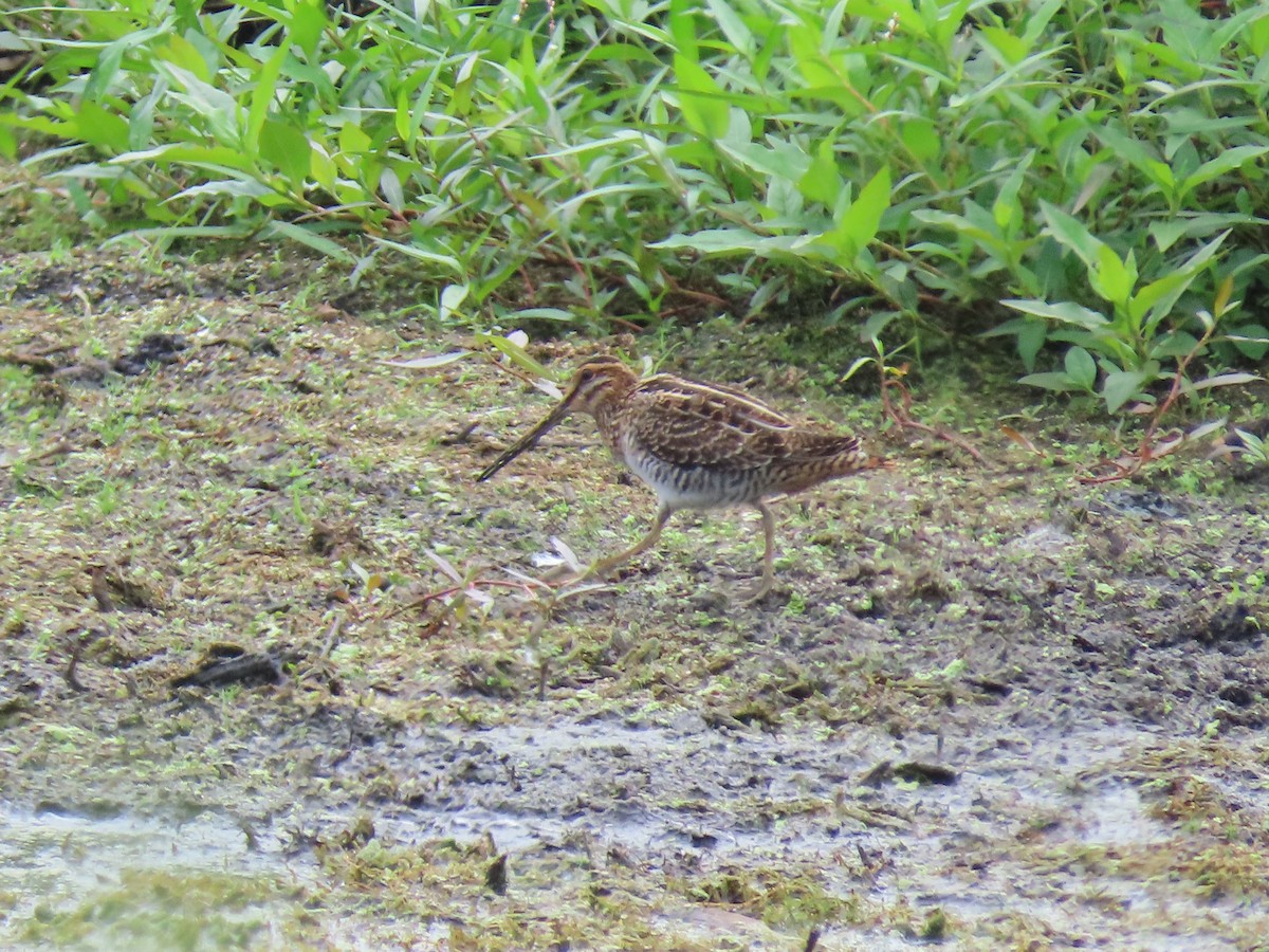 Wilson's Snipe - ML361737971