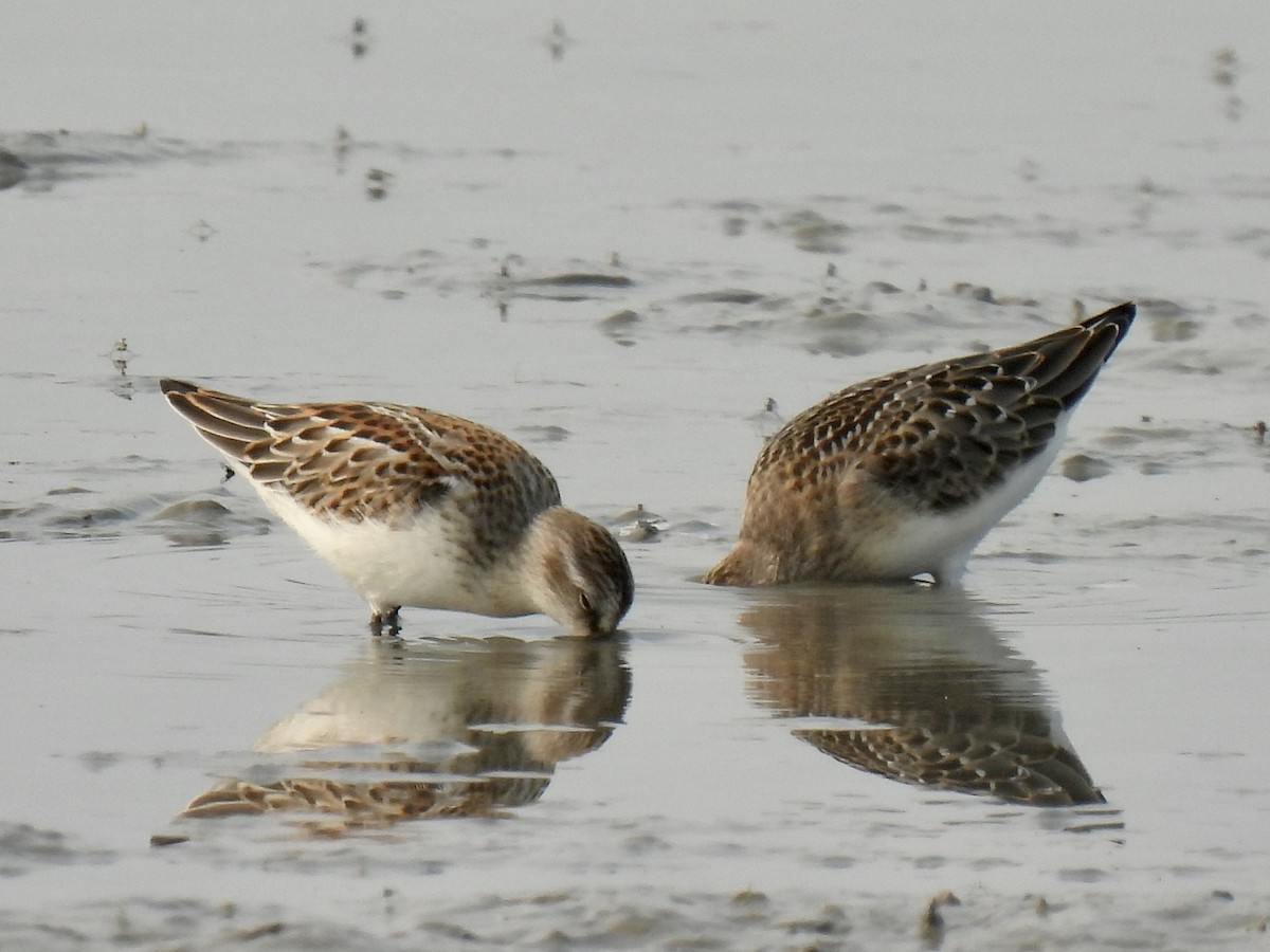 Western Sandpiper - ML361738311