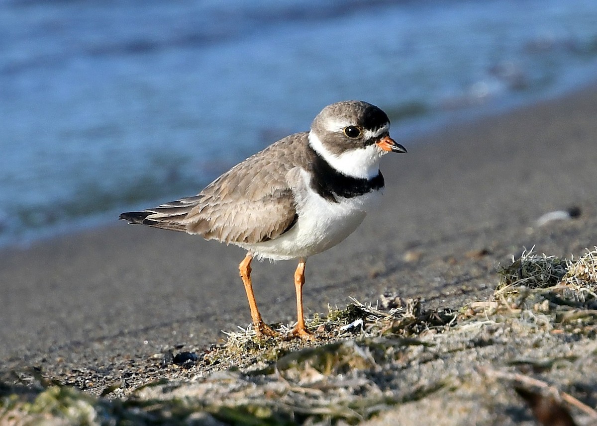 Semipalmated Plover - ML361738621