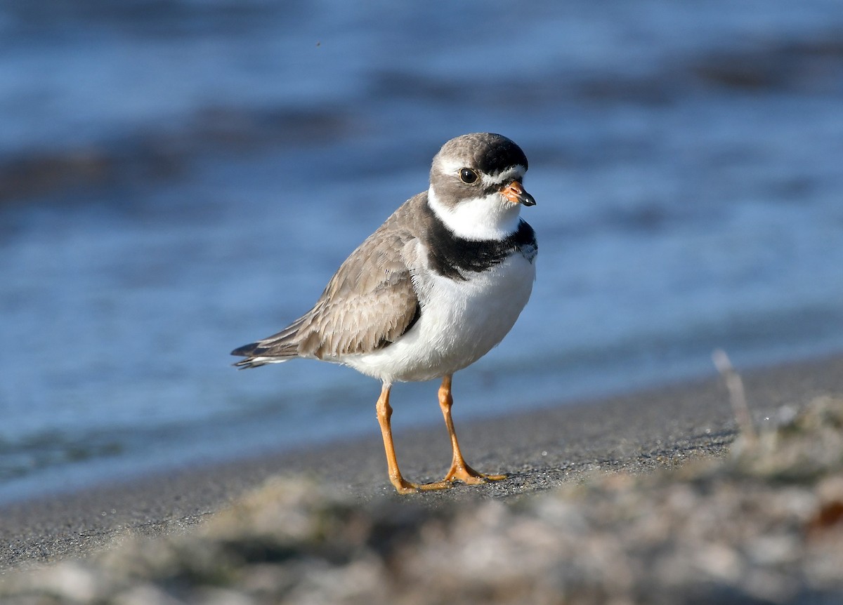 Semipalmated Plover - ML361738681