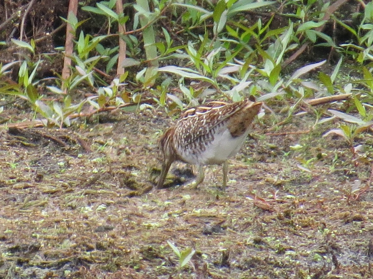 Wilson's Snipe - Karyn Cichocki