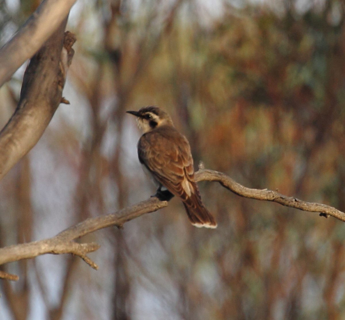Black-eared Cuckoo - ML36174101