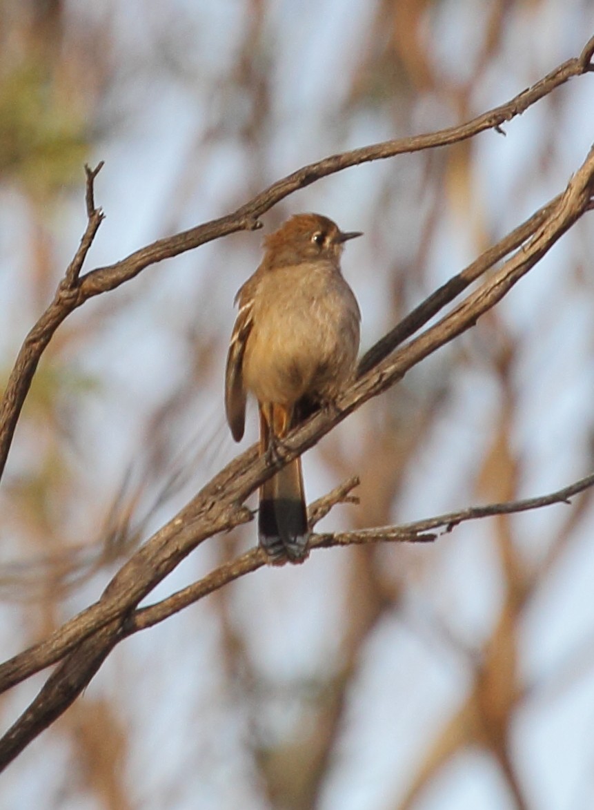 Southern Scrub-Robin - ML36174121