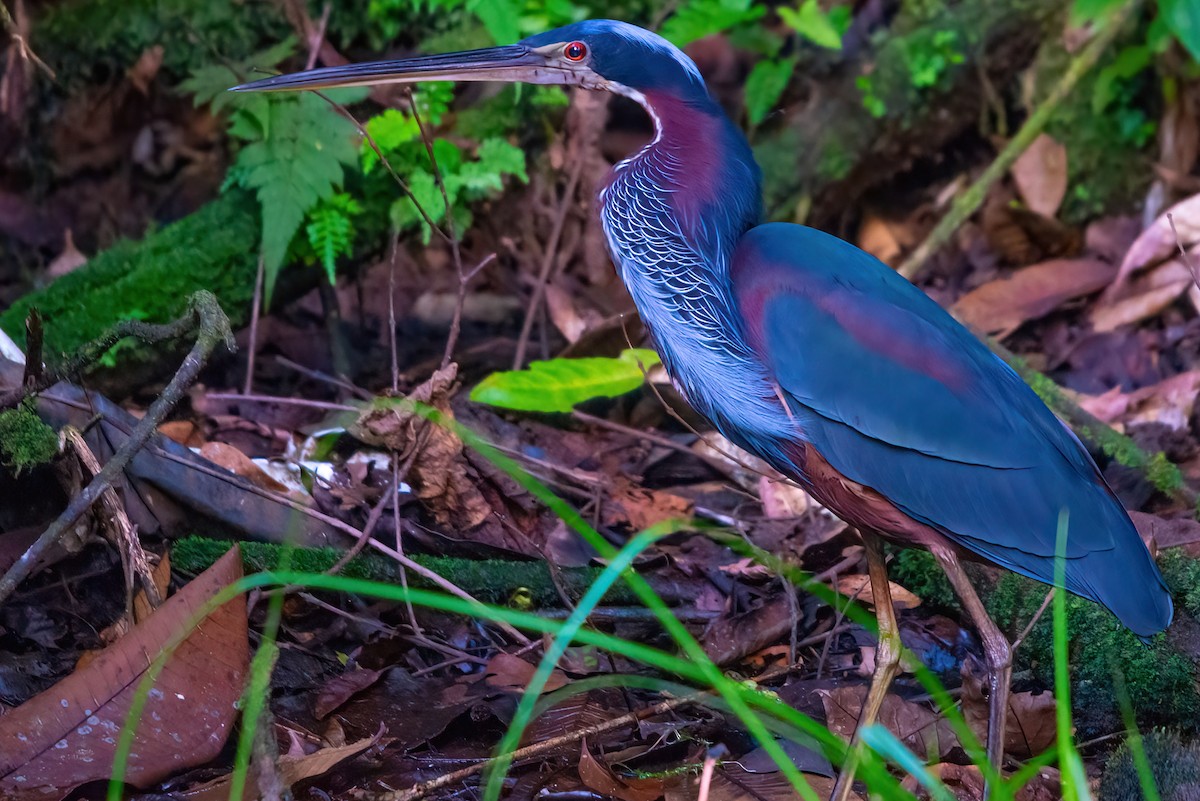 Agami Heron - Jaap Velden