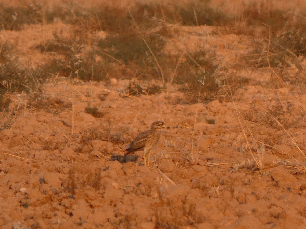 Eurasian Thick-knee - Jose Lopez