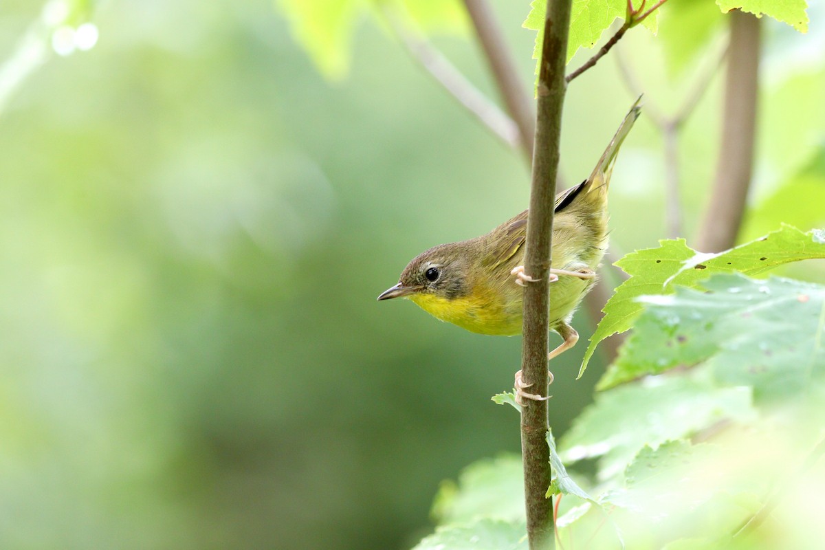 Common Yellowthroat - ML361744211