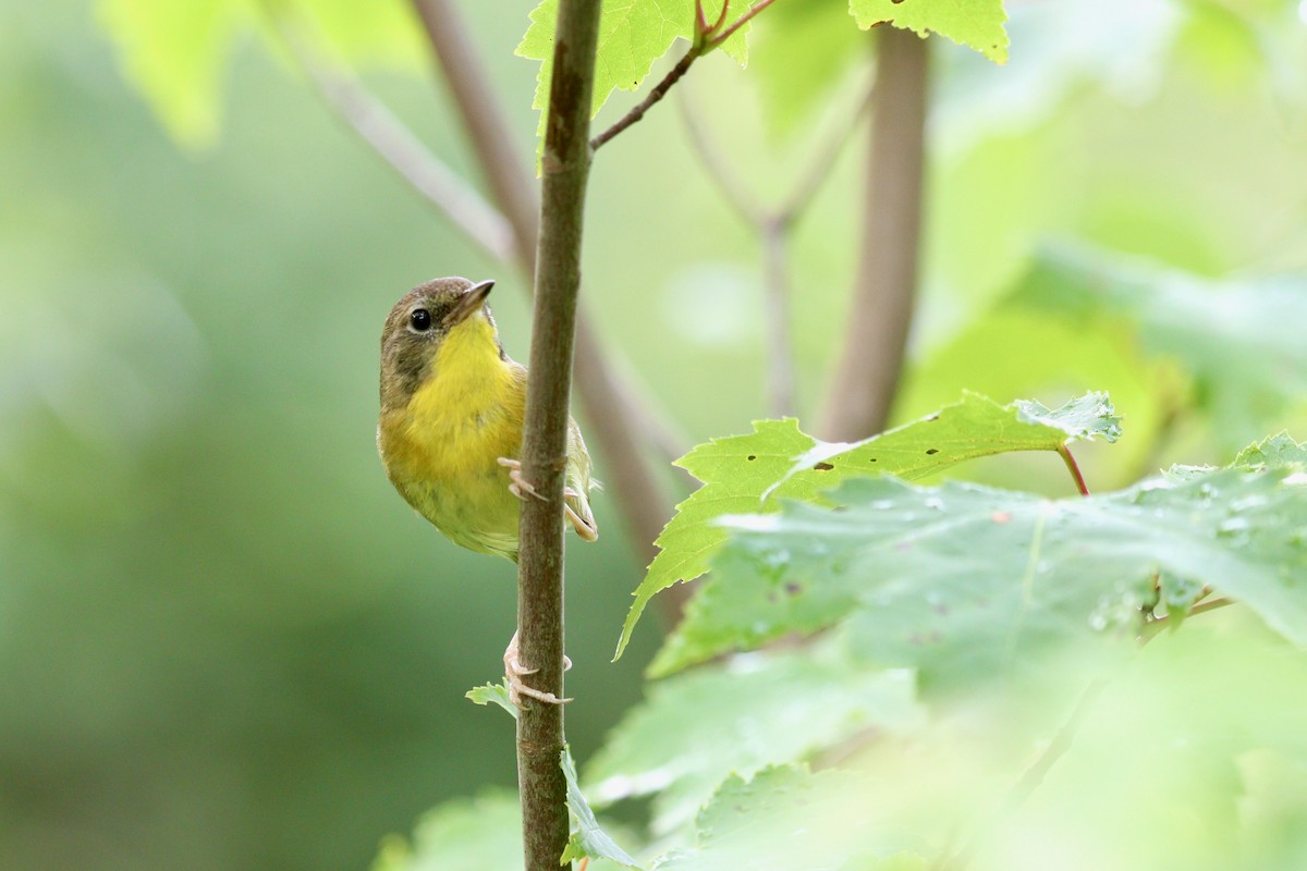 Common Yellowthroat - ML361744311