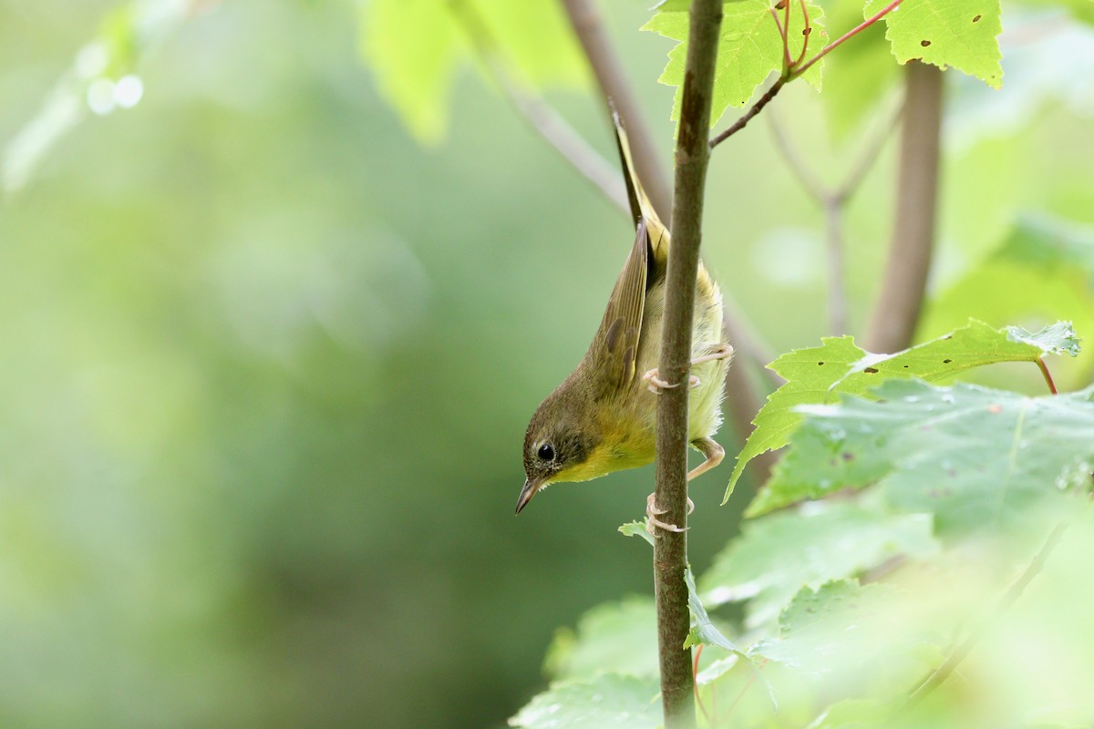 Common Yellowthroat - ML361744341