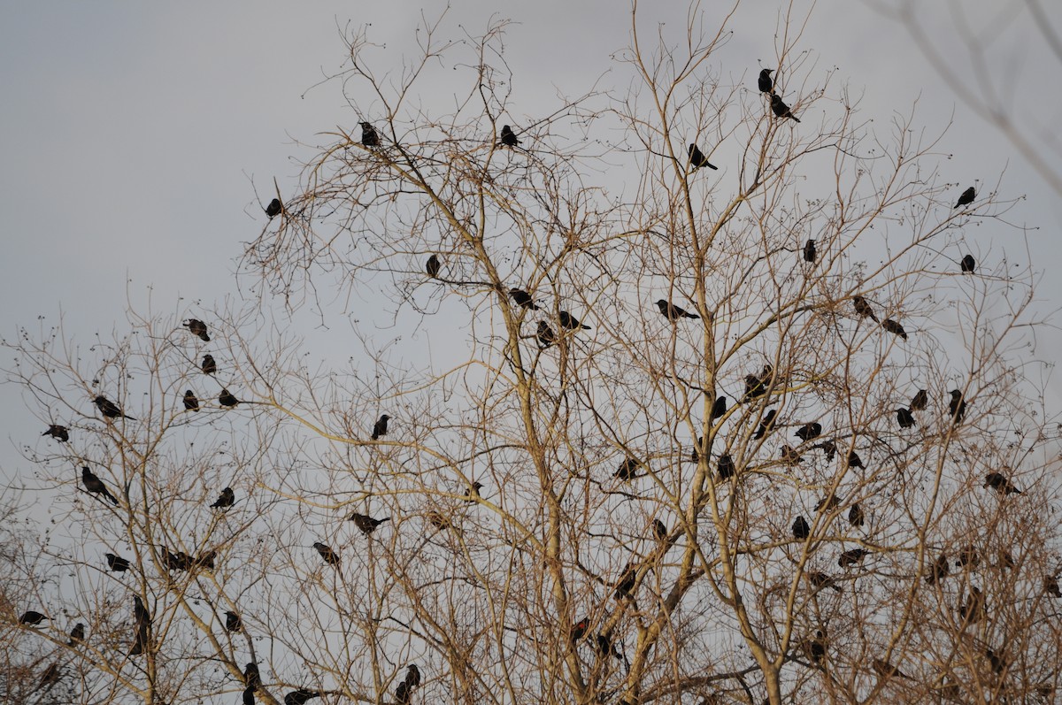 Common Grackle - ML361746501